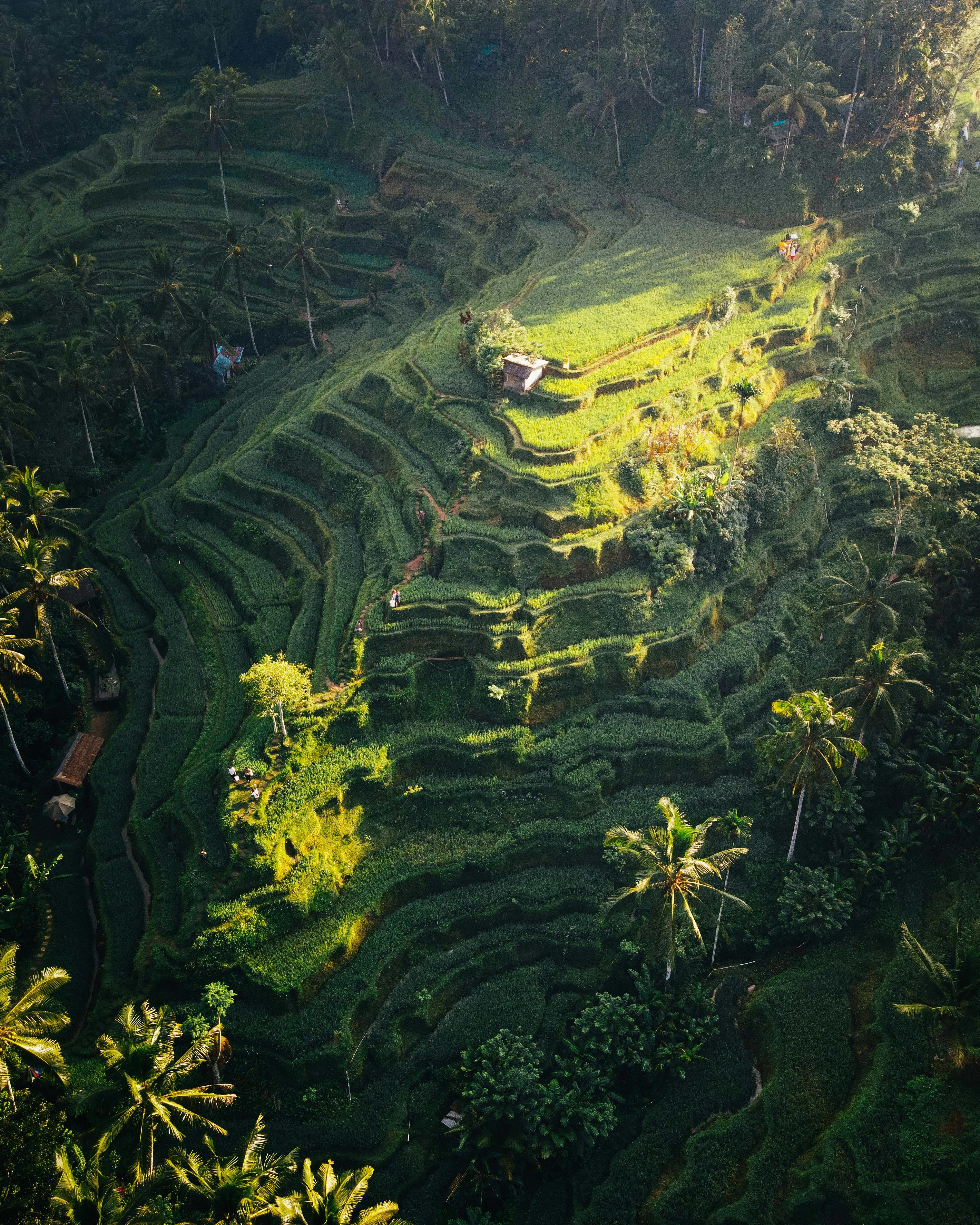 Ubud Ontdekken